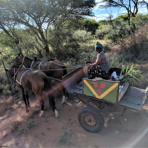 Donkey Wagon