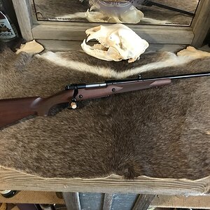 Winchester M70 Alaskan in .375 H&H Mag Rifle