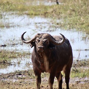 Buffalo Spotted in the Caprivi with Zana Botes Safari