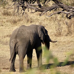 Elephant in the Caprivi with Zana Botes Safari