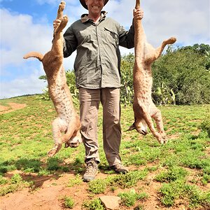 Caracal Hunting Eastern Cape South Africa