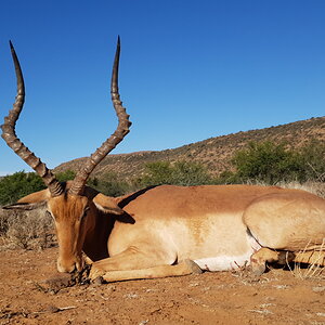 Impala Hunting Eastern Cape South Africa