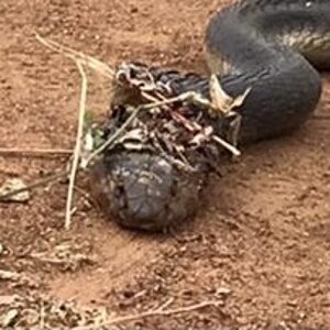 Spitting Cobra Snake Zimbabwe