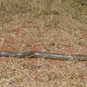 Python Snake Zimbabwe