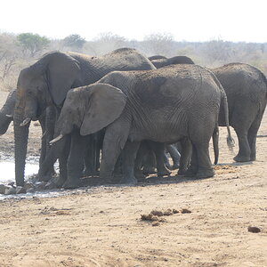 Elephant Wildlife South Africa