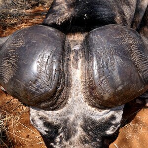 Buffalo Hunting South Africa