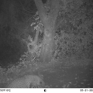 Leopard Trail Camera