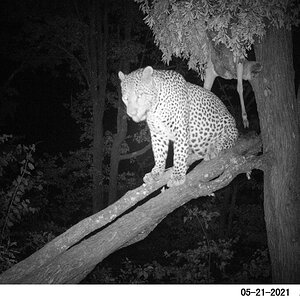 Leopard Trail Camera