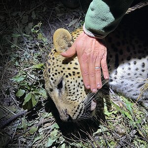 Leopard Hunting Zimbabwe