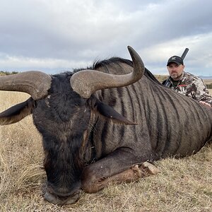 Blue Wildebeest Hunting Eastern Cape South Africa