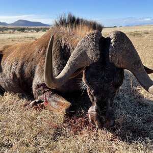 Black Wildebeest Hunting Eastern Cape South Africa