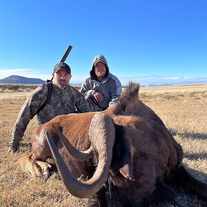 Black Wildebeest Hunting Eastern Cape South Africa