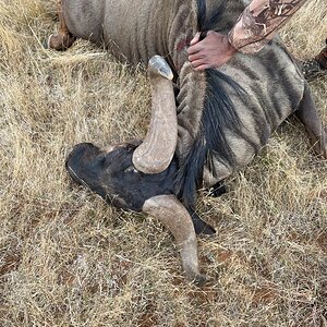 Blue Wildebeest Hunting Eastern Cape South Africa