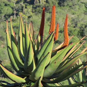 Aloe Africana Plant Eastern Cape South Africa