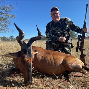 Red Hartebeest Hunting Namibia