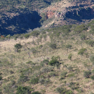 Gemsbok Wildlife Eastern Cape South Africa