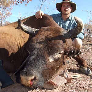 New Zealand Wild Bull Hunting