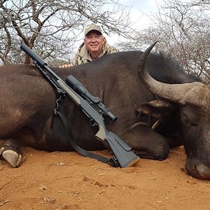 Buffalo Cow Hunt Limpopo Province South Africa