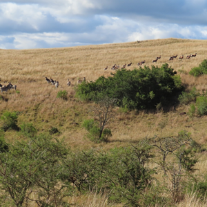 Eland Wildlife Eastern Cape South Africa