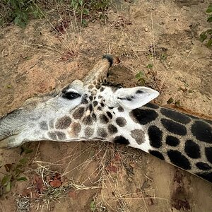 Zimbabwe Giraffe Hunt