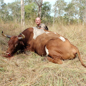 Wild Bull Hunt