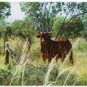 Wild Red Bull Wildlife Australia