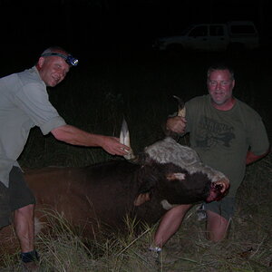 Wild Bull Hunting Australia