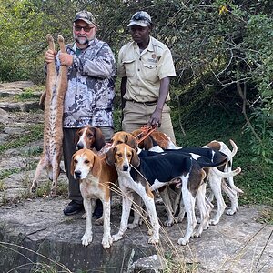 Caracal Hunt Eastern Cape South Africa