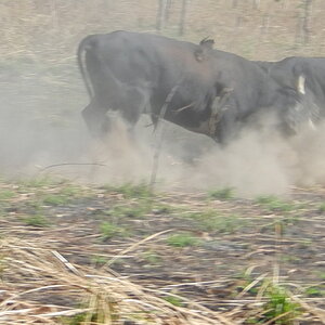 Wild Bull Wildlife New Zealand