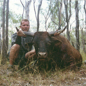 Wild Bull Hunt Australia