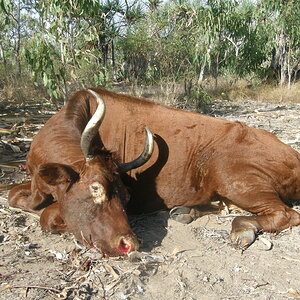 Wild Cow Hunt Australia