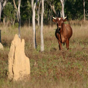 Wild Bull Wildlife Australia