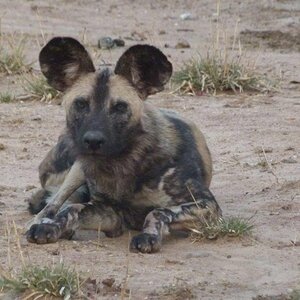 Wild Dog Wildlife Zimbabwe