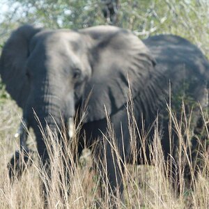 Elephant Wildlife Zimbabwe