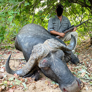 Buffalo Hunting Zimbabwe