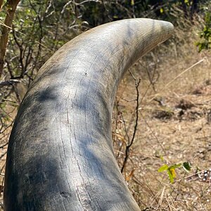 Elephant Tusk Namibia