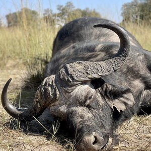 Buffalo Hunt Namibia