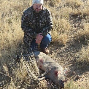 Warthog Sow Hunt Free State South Africa