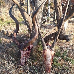 Kudu & Gemsbok Hunt Free State South Africa