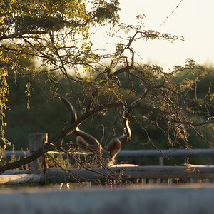 Kudu Wildlife Botswana