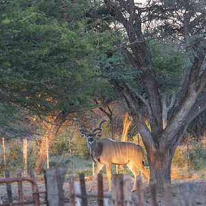 Kudu Wildlife Botswana