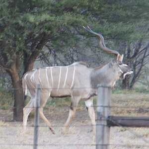 Kudu Wildlife Botswana