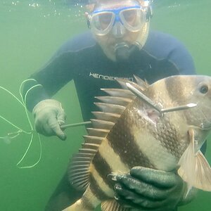 Archosargus Probatocephalus / Sheepshead Fishing Florida