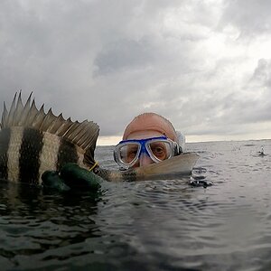 Archosargus Probatocephalus / Sheepshead Fishing Florida