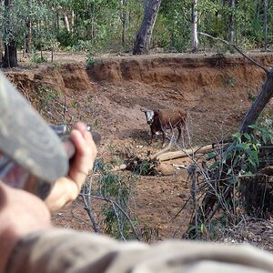 Australian Nature