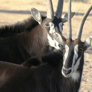 Sable Wildlife Africa