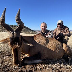 Red Hartebeest Hunting Eastern Cape South Africa
