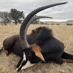Sable Hunting Eastern Cape South Africa