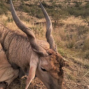 Eland Hunting Eastern Cape South Africa