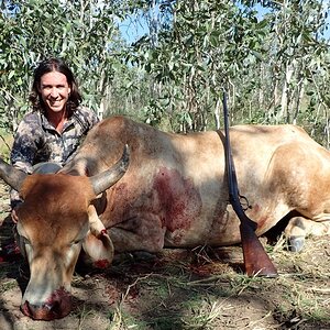 Wild Bull Hunt Australia